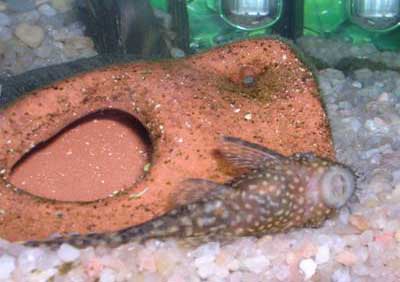 Ejemplar de ancistrus macho